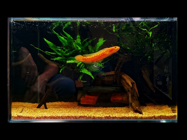 コウタイレッドギャラクシー　熱帯魚　大型魚　水槽　　 コウタイ[コウタイ レッドギャラクシー] | ひごペットフレンドリー