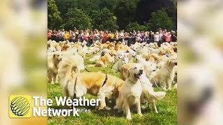 Hundreds of golden retrievers fill a Scottish field in mass gathering of the pups
