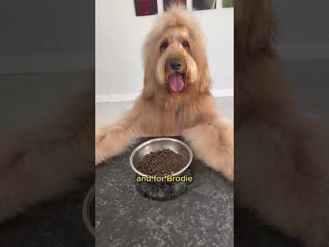 Video: Vprašajte The Hairy Dogfathers: Prikazujem Off My Pooch Ponos