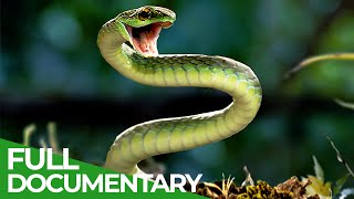 Reptiles | Race of Life | Episode 8 | Free Documentary Nature