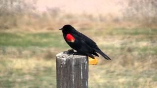 Red-winged Blackbird mating call 05-05-2009