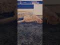 #shorts #cute #funny #doglover