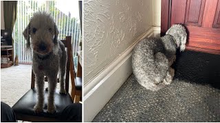 Dilwyn the Bedlington terrier - We become part of each other’s lives by Stewart Bloor 107 views 9 days ago 1 minute, 23 seconds