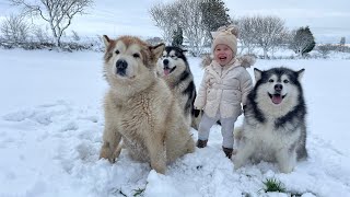 Adorable Baby And Huskies Play In The Snow! Walking With Wolves! (So Cute!!)