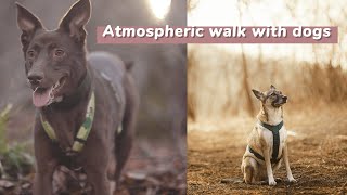 Атмосферная прогулка с собаками | дрессировка, фотки, красивые виды