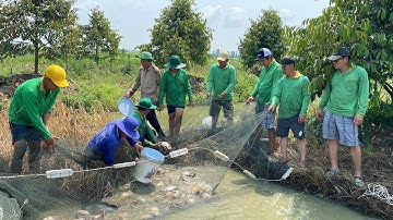 Cùng TEAM LAI VUNG Phụ Gạn Ao Cá Bác Ba • Cá Nướng "Lai Rai" Dưới Bóng Cây| Bông Lúa Đồng Tháp