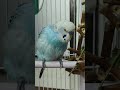 happy Chirping 🥹🩵 #blue #budgies #voice #cute #skyblue