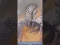 The Magic of Nature: A Gigantic Tidal Tree 'Grows' on the Qiantang River Tidal Flat
