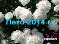 Лето 2014. Цветы,первые перцы, помидоры на грядке.