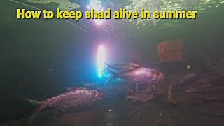 How to keep shad alive in summer