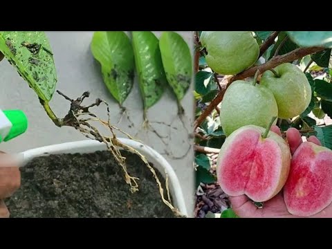 Video: Guavani qanday ko'paytirish kerak: Guava ko'payishi haqida bilib oling