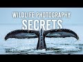 Frans lantings 5 wildlife photography secrets