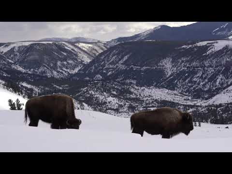 Yellowstone bison in winter