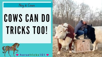 Beyond Horses: Cow Shows Off Her Mounting Block Skills | Cow Tricks | Horse Tricks Club