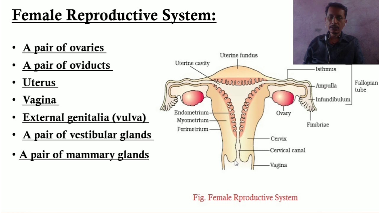 Anatomy Of Female Reproductive System Model Youtube Riset