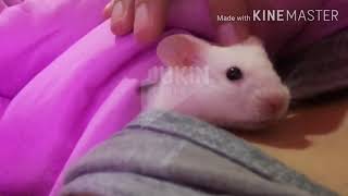my funny pet hamster!! my funny pet hamster in 6 level by KKR tech 22 views 3 years ago 52 seconds