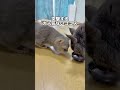 猫にいちごミルクあげてみた