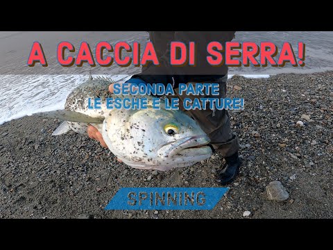 A CACCIA DI SERRA! Seconda parte LE ESCHE gli attacchi E LE PREDE! Spinning inshore