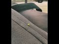 caterpillar🐛🐛 pushpa fan # short