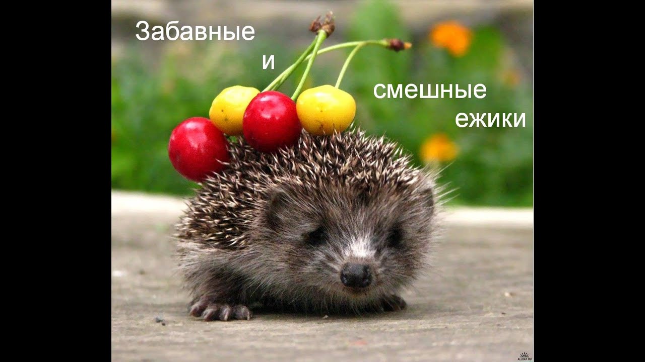 ежики картинки смешные смотреть