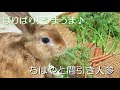 ちはやと間引き人参【チャップ・ダンダンウー】Chihaya and thinned carrots #asmr