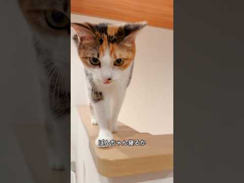 三毛猫ぽんちゃん #cat #猫のいる暮らし #保護猫 #ねこ#多頭飼いねこ#shorts