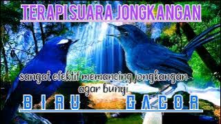 Jongkangan biru/Cingcoang biru gacor pancingan dan terapi burung cingcoang macet bunyi