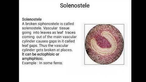 Types of stele and stellar evolution