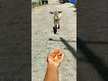 प्यारी बछिया #cow #shortsfeed #cows #shortvideo #gaumata #ytshorts #cowvideos #shorts #cowvideo #yt