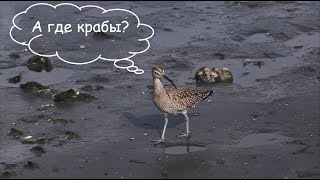 Один средний кроншнеп (лат. Numenius phaeopus) / Eurasian whimbrel / チュウシャクシギ