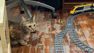 Cat and Lego train