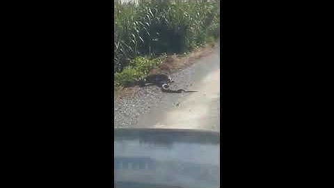 🌹🌹🌹Video Cận cảnh trận chiến nảy lửa giữa kỳ đà và rắn hổ mang