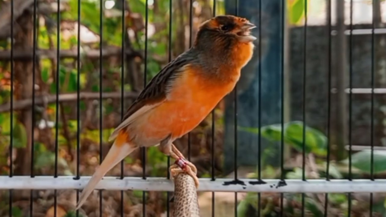 O treinamento mais mágico | 30| Canário Belga tenta todos os canários a cantar!!!