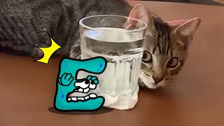 Extreme CAT Hide And Seek with Alphabet Lore | Funniest Cats And Dogs Videos - Woa Doodland