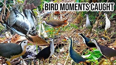 Birds of the Wetlands – A Peaceful Morning Scene #ruakruakking #birdhunting 🔔🦜🐦🦜🔔