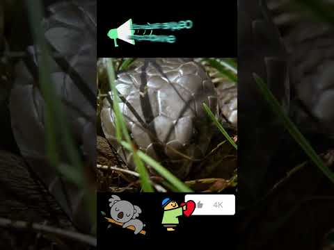 Конец истории Австралия болотистые места #кино #nationalgeographic #snake #животные