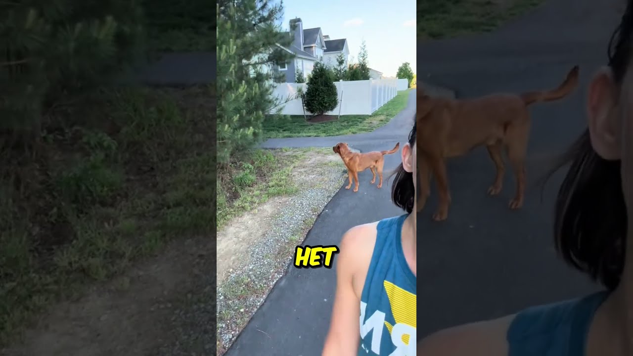 Je Gelooft Nooit Wie Hij Volgde 