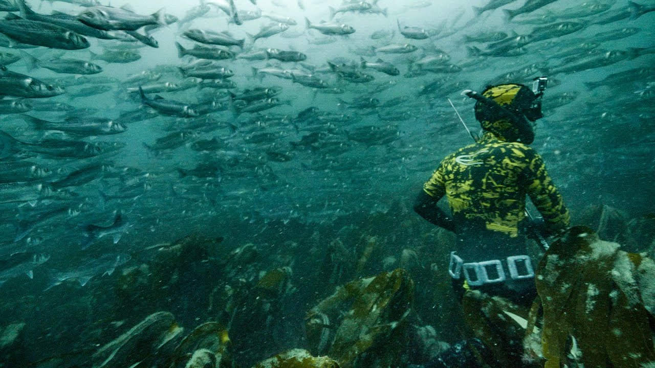 INSANE BASS MEGA SHOAL! Spearfishing UK with Joe PK 