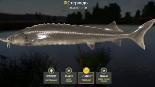 ПОЙМАЛ РЕКОРДНУЮ ТРОФЕЙ СТЕРЛЯДЬ и 2 ТРОФ САЗАНА на Суре СТРИМ РУССКАЯ РЫБАЛКА 4 РР4