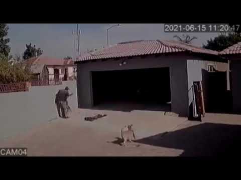 Download Two small  tough African dogs  stopped a thief from stealing from a house In Uganda
