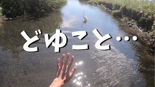 One of them encounters a strange heron ... [Lake Biwa Rough Expedition ⑨]