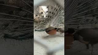 #fypシ #viral #funny #vlog #bangladesh