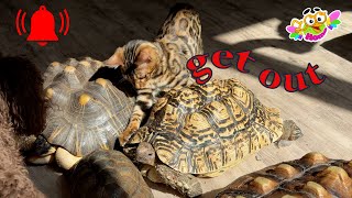Leopold the cat wants to get a turtle out of its shell, he says, go out for a walk