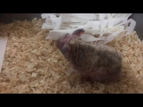 The worlds oldest hamster  meet Hammy x YouTube