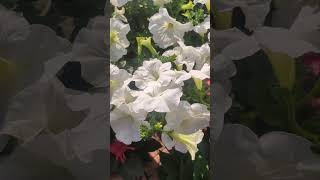 Famous #symbol of #peace #white #flowers #the #most #beautiful #one 🌼❄️ Net Worth