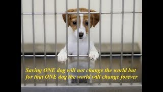 Saving ONE Dog Will Not Change The World BUT For That ONE Dog The World Will Change Forever