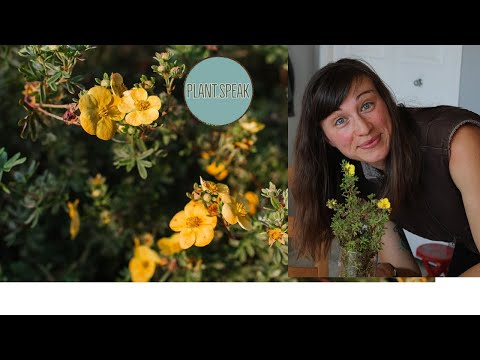 Video: Shrubby Potentilla informacija – kaip prižiūrėti potentilla krūmus