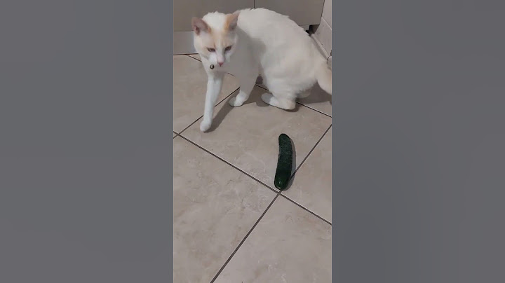 gatto e cetriolo 🤣 vediamo reazione di Fiocco 😅 #funnycat #gattoecetriolo #shorts