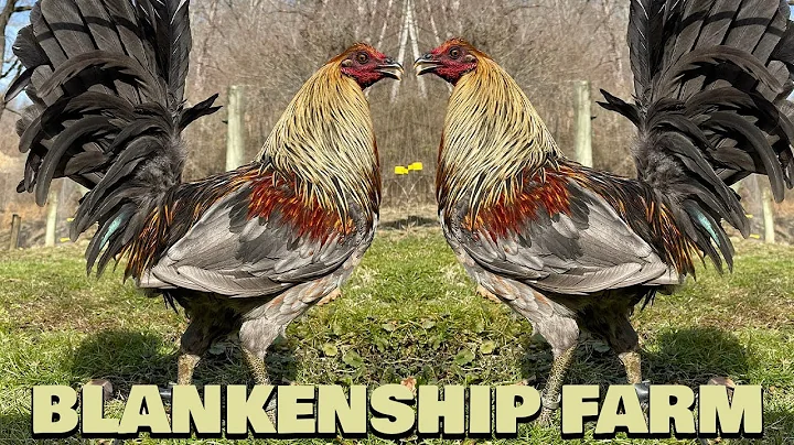 Beautiful Birds CHRIS BLANKENSHIP FARM West Virginia