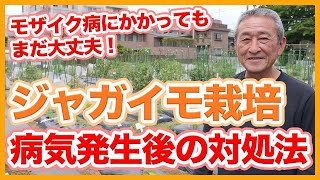 家庭菜園や農園のジャガイモ栽培はモザイク病にかかっても大丈夫！？病気発生後のジャガイモの育て方や対処法を徹底解説！【農家直伝】Tips for caring for potatoes.